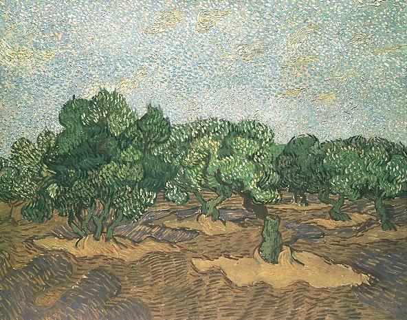 Olive Grove: Pale Blue Sky 