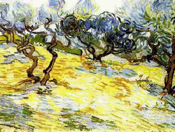 Olive Trees: Bright Blue Sky 