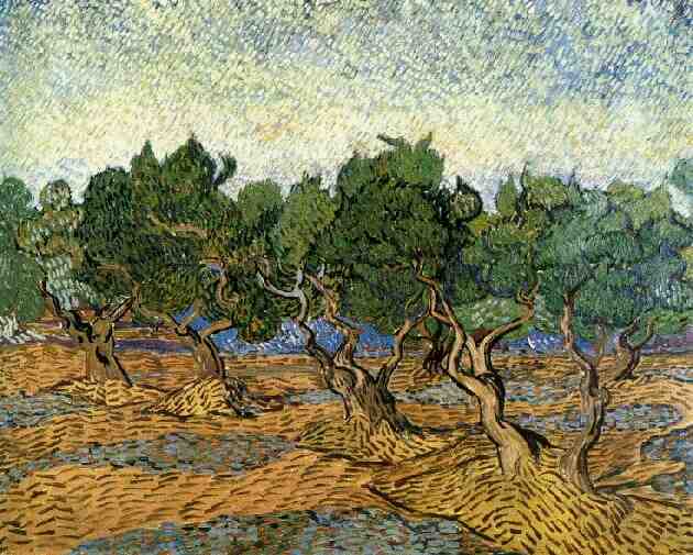 Olive Grove 