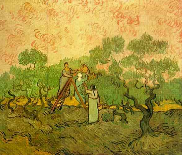 Olive Picking 