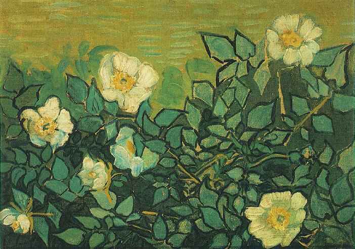 Wild Roses 