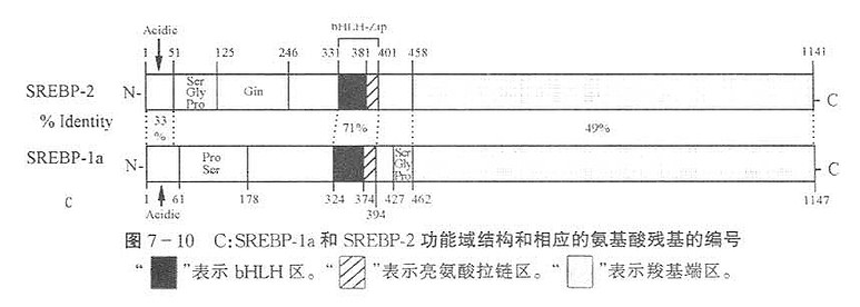 B:SREBP-2和SREBP-1a的bHLH区(粗横线所示)的比较