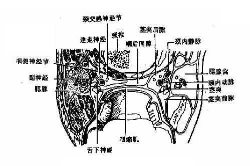 咽筋膜间隙(经扁桃体中横切面)