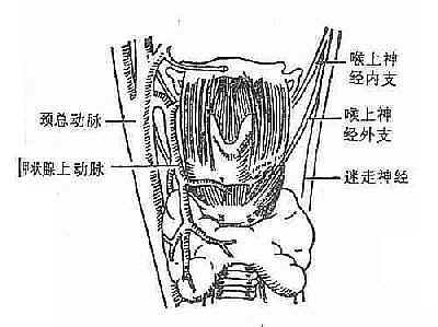 甲状腺上动脉与喉上神经的解剖关系(前面观)