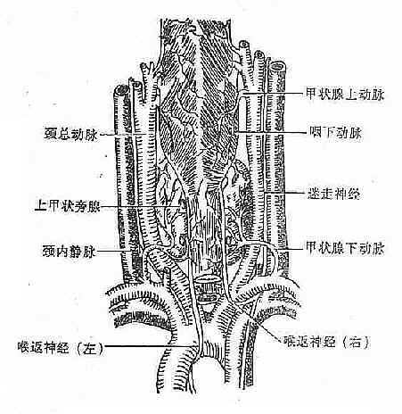 甲状腺和气管、食管、血管及神经的解剖关系(背面观)
