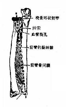 前臂骨的连接(示意图)