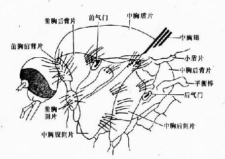 蚊的胸部(侧面)