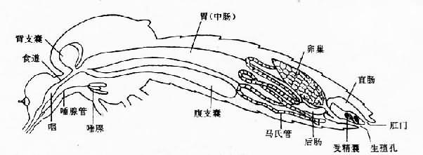 成蚊内部解剖(雌)