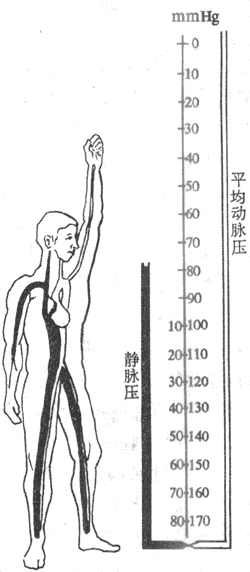 直立体位对肢体动脉和静脉血压的影响(1mmHg=0.13kPa)