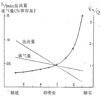正常人直立时肺通气和血流量的分布VA/Q,通气/血流比值