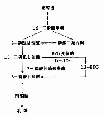 2,3-BPG支路
