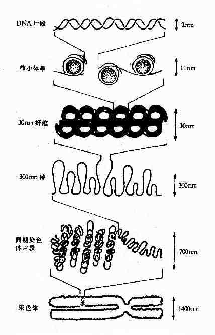 DNA的高级结构-从核小体至染色体