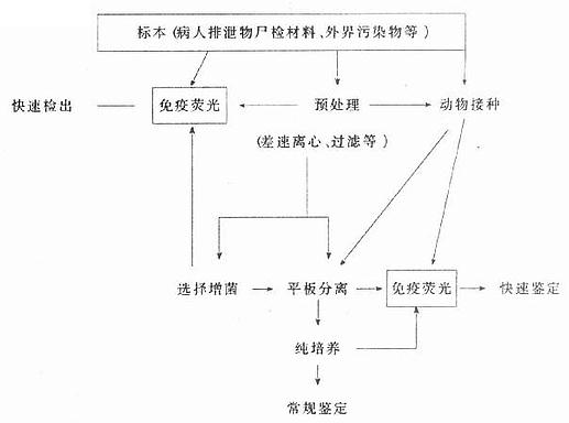 免疫荧光在病原细菌诊断程序中的应用时机
