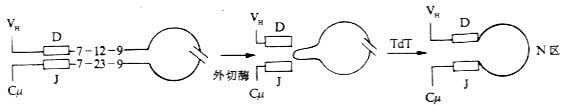 N区插入D-J连的接处(示意图)