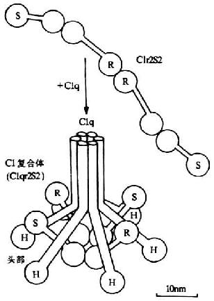 C1分子(C1q、C1r和C1s)的结构(示意图)