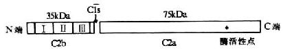 C2分子的结构(模式图)