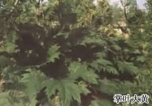大黄