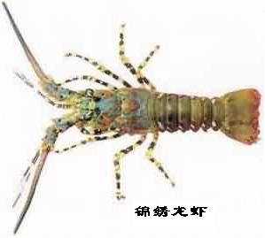 Ϻ