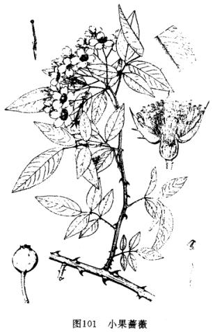 СǾޱ